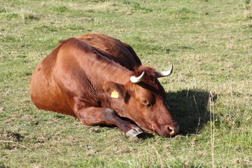 Rotes Höhenvieh (Bos primigenius f. taurus)