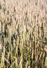 Fototapeta premium wheat field as a background