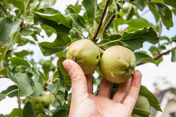 Closeup on a hand picking apples from an apple tree