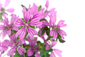 Obraz premium wild violet flowers