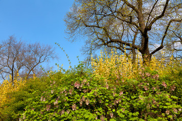 Flowers and trees in spring park.