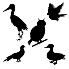 Monochrome silhouettes of different species of birds