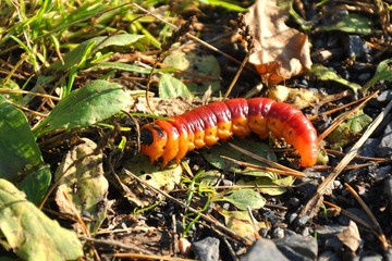 cutworm in nature