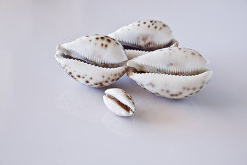 Fototapeta na wymiar Some Cypraea tigris shells.