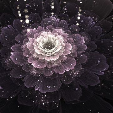 Fototapeta violet fractal flower with droplets of water