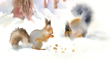 Winter squirrels eating nuts in the snow - 57186416