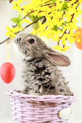 Gray rabbit