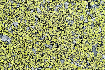 background from lichens - 57187248