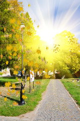 Colorful foliage in the autumn park