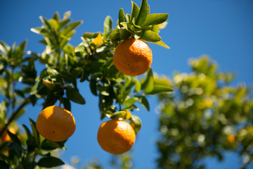 Orange tree