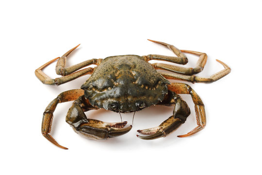 Littoral crab (Carcinus aestuarii) isolated on white