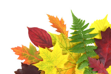 Autumn leaves design