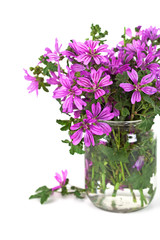 wild violet flowers in glass jar