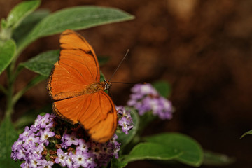 Orange butterfly