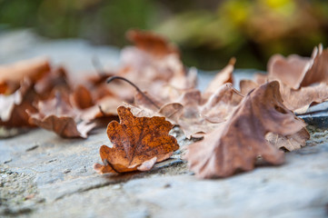 dried autumn leafs