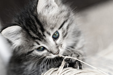 Tabby kitten © Nneirda
