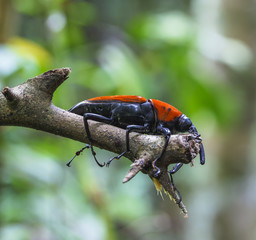 macro weevil insect In tropical forests thailand .