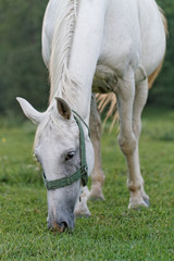 White horse