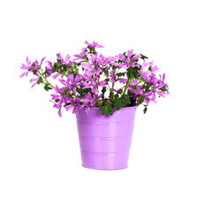 Naklejka na ściany i meble dzikie fioletowe kwiaty w wiadrze