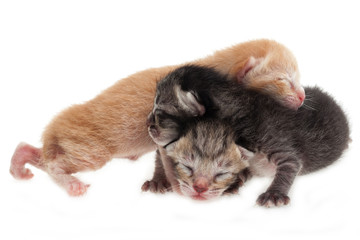 New born cat family