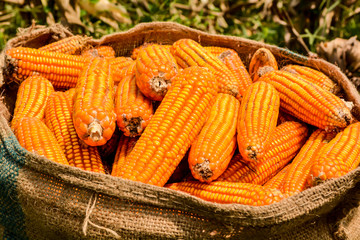 Harvest corn, Placed in a sack