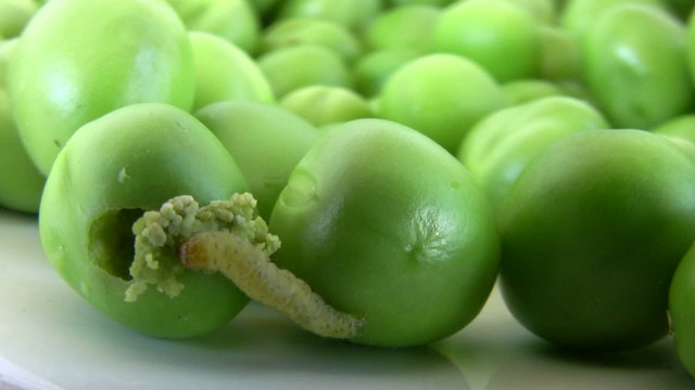 Caterpillar crawling over the peas