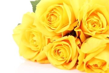 Yellow roses on white background