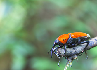 macro weevil insect In tropical forests thailand .