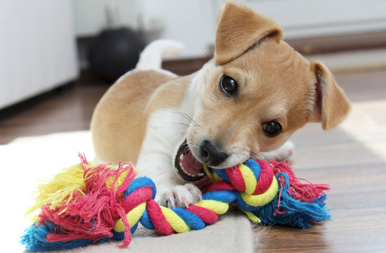 Jack Russell Terrier Welpe kaut an seinem Spielzeug