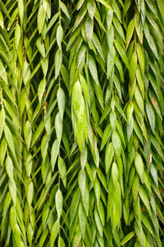 Ceratostema rauhii