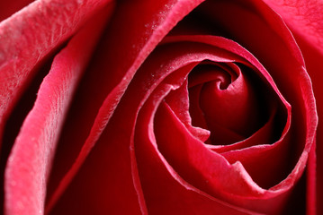 rosa rossa1