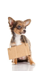 chihuahua isolated on white background