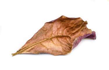 Dry leaf.