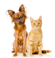 Russian toy terrier and red cat sitting in front. isolated 