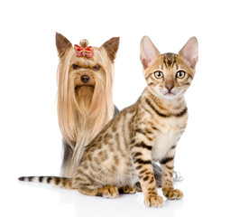 little kitten and puppy. isolated on white background