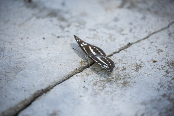 colorful Butterfly at chat trakan national park.