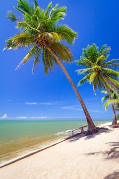 Beautiful tropical beach with coconut palm tree in Thailand