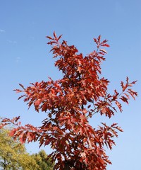 red oak tree with multicolor leaves