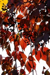 red leaves of wild vine creeper