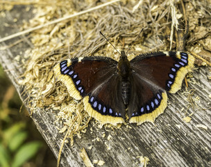 Queen of amazon - Nymphalis antiopa