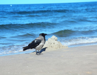 Die Krähe am Meer