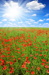 red poppy field with sunny sky