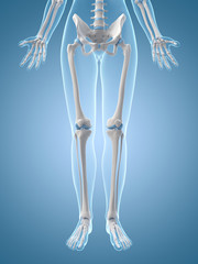 medical illustration of the leg bones