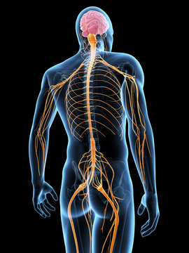 Medical Illustration Of The Nervous System