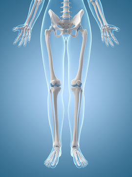 medical illustration of the leg bones