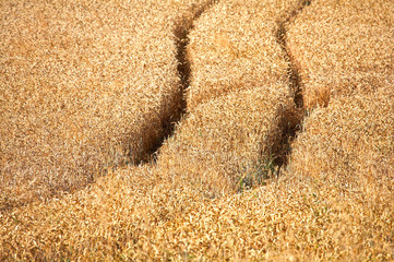 Wheat field