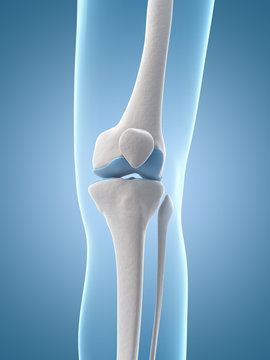 medical illustration of the knee
