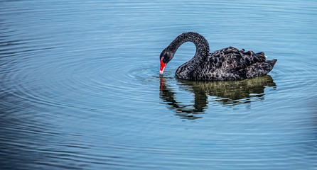 The red bill black swan in a wetland park, Malaysia