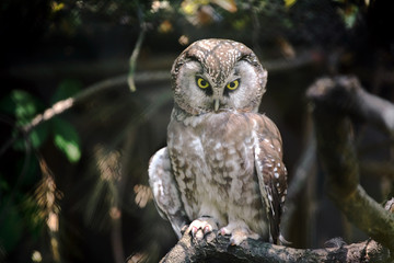 Owl