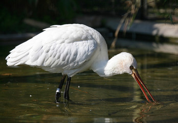 White spoonbill